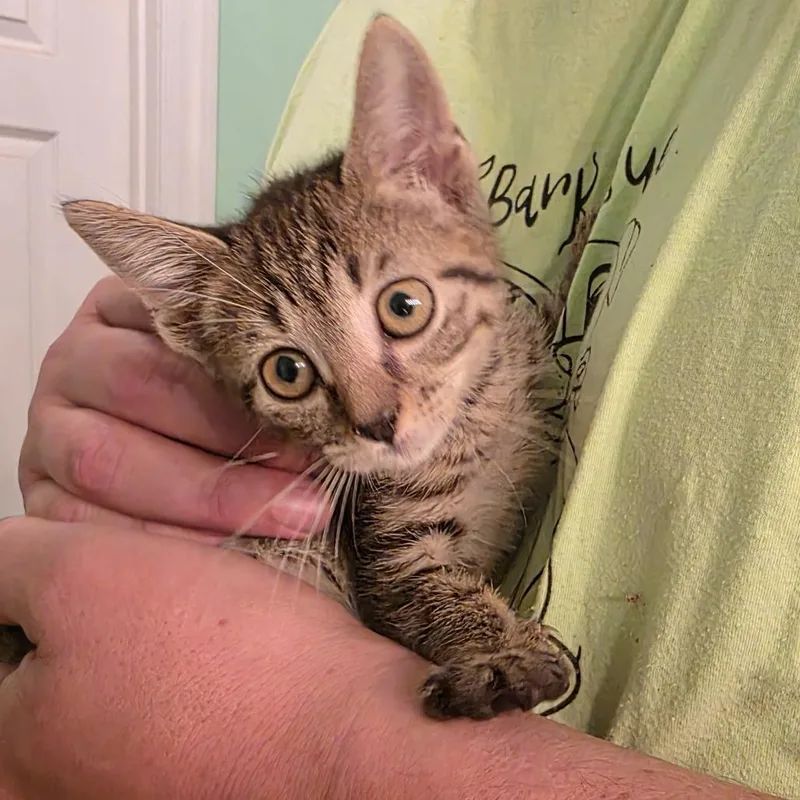 Navy Blu thumbnail 5