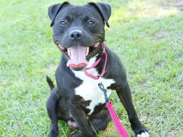 A young medium-sized male American Staffordshire Terrier dog named Dyce for adoption in Tallahassee, FL