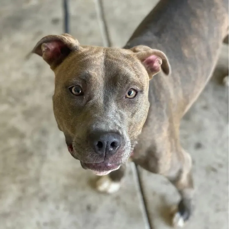 Cinnamon thumbnail 2