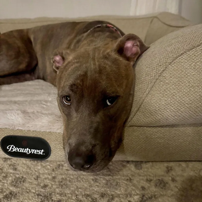 Cinnamon thumbnail 3