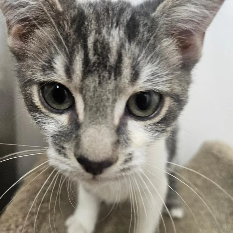 A baby small-sized male Gray / Blue / Silver Domestic Short Hair cat named Scout for adoption in Grantsville, UT