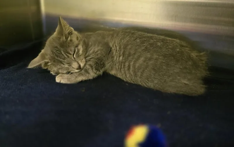 A baby small-sized male Domestic Short Hair cat named Pepsi for adoption in Dickson, TN