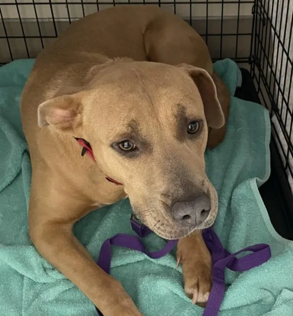 Ernestine thumbnail 2