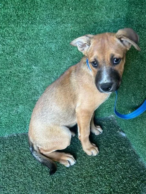 A baby small-sized female Black Mouth Cur dog named Brownie for adoption in Lancaster, CA