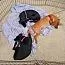 A baby medium-sized male Chihuahua dog named Ben for adoption in Stuarts Draft, VA
