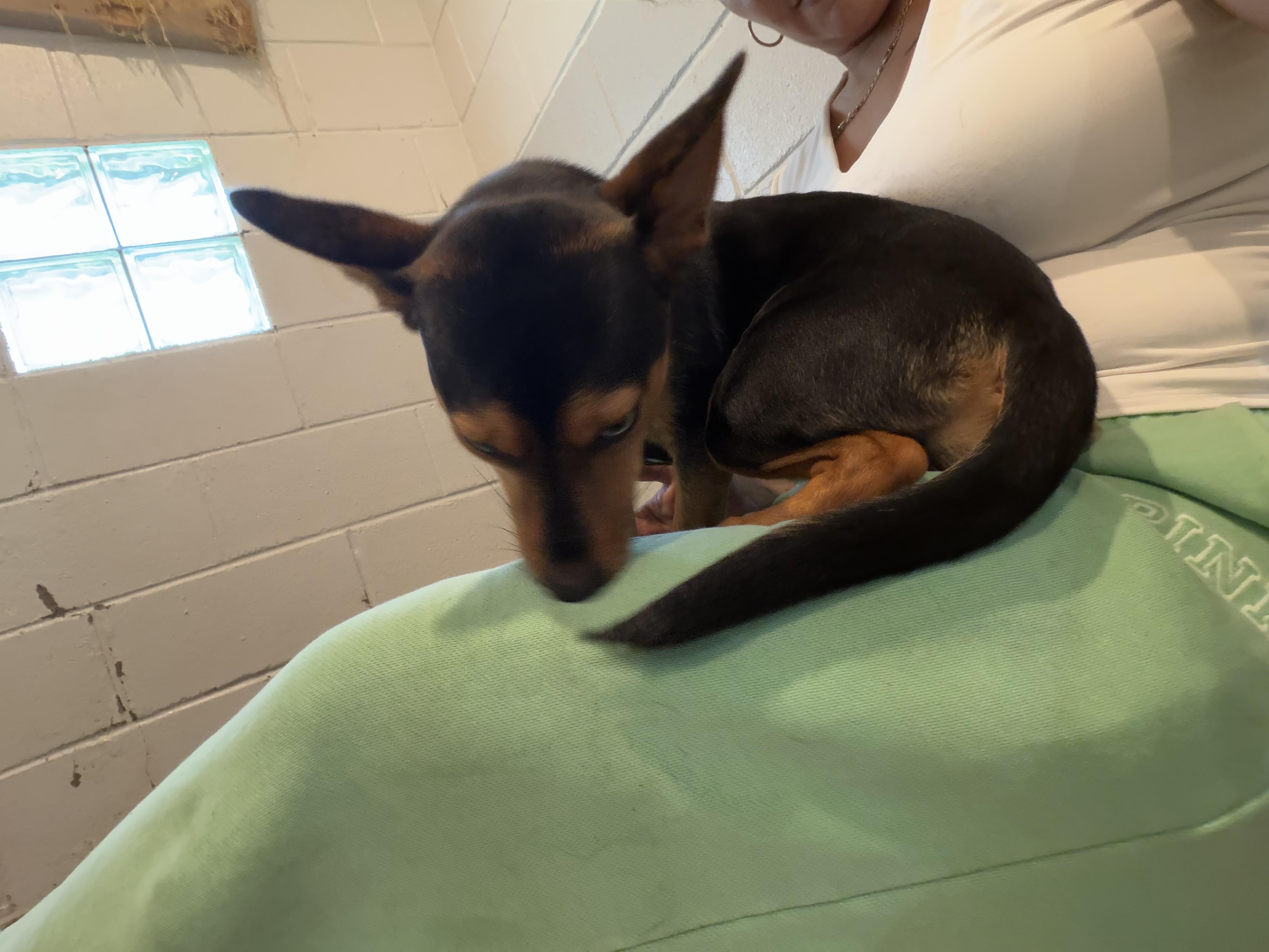 An adult small-sized female Jack Russell Terrier dog named Millie for adoption in Semmes, AL