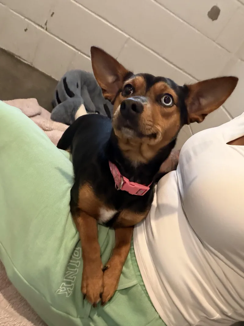 Millie thumbnail 3