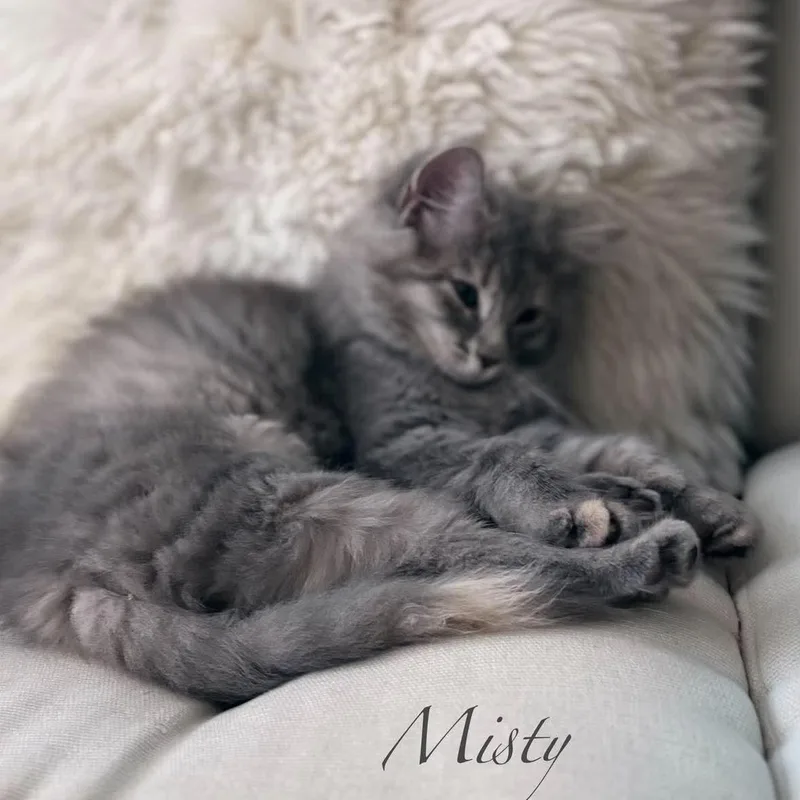 A baby small-sized female Dilute Tortoiseshell Domestic Long Hair cat named Misty for adoption in Kent, OH