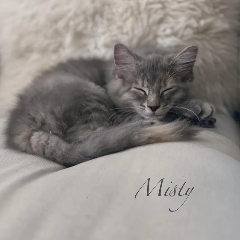 Misty thumbnail 2