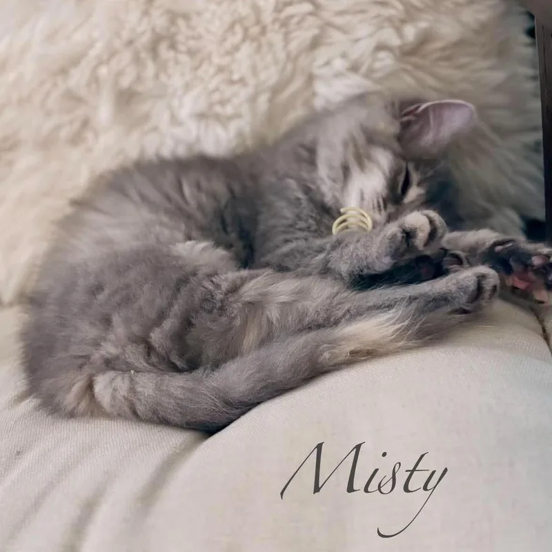 Misty thumbnail 5