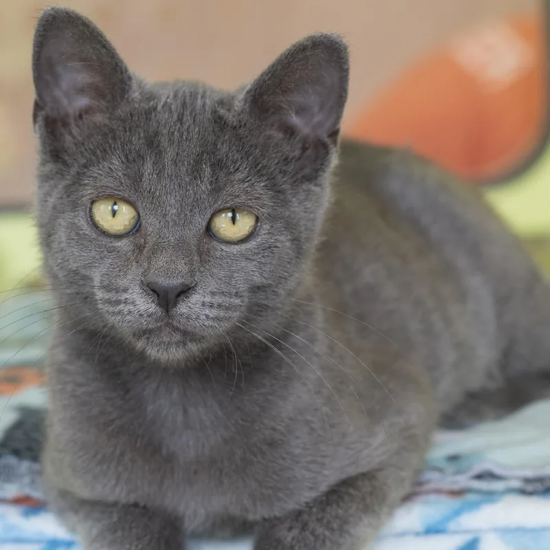 A baby medium-sized female Gray / Blue / Silver Domestic Short Hair cat named Pool Noodle for adoption in Pontiac, MI
