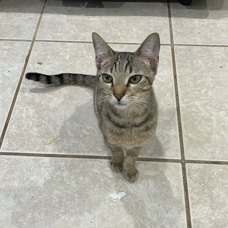 An adult small-sized male Domestic Short Hair cat named Acorn for adoption in Pembroke Pines, FL