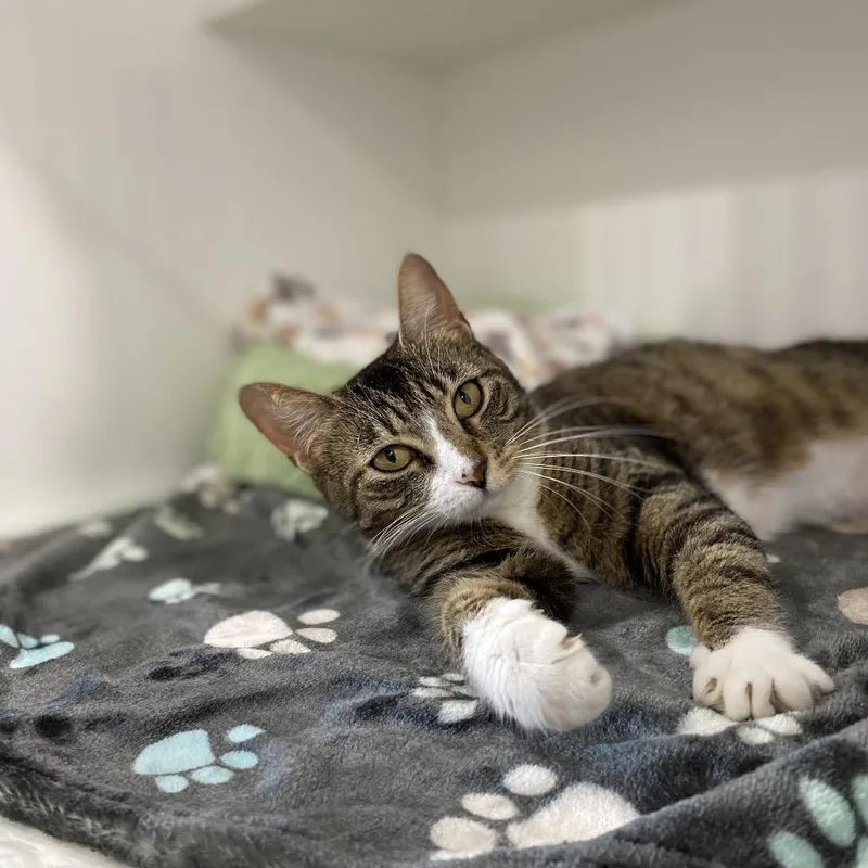 An adult medium-sized female Brown / Chocolate Domestic Short Hair cat named Uzr for adoption in Elizabeth City, NC