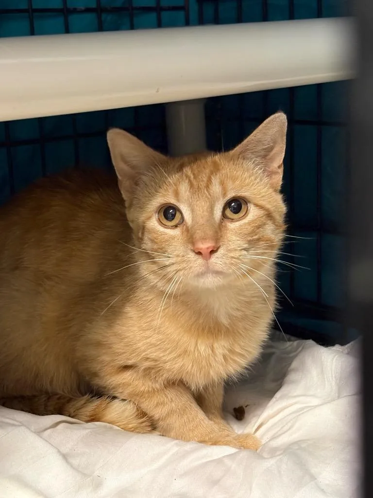 A baby medium-sized male Domestic Short Hair cat named Max for adoption in Hartford City, IN