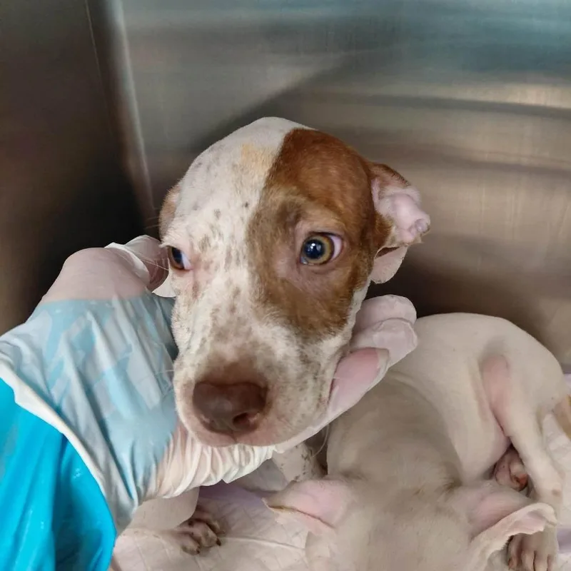 A baby small-sized male White / Cream Mixed Breed dog named Jack Olantern for adoption in Austin, TX