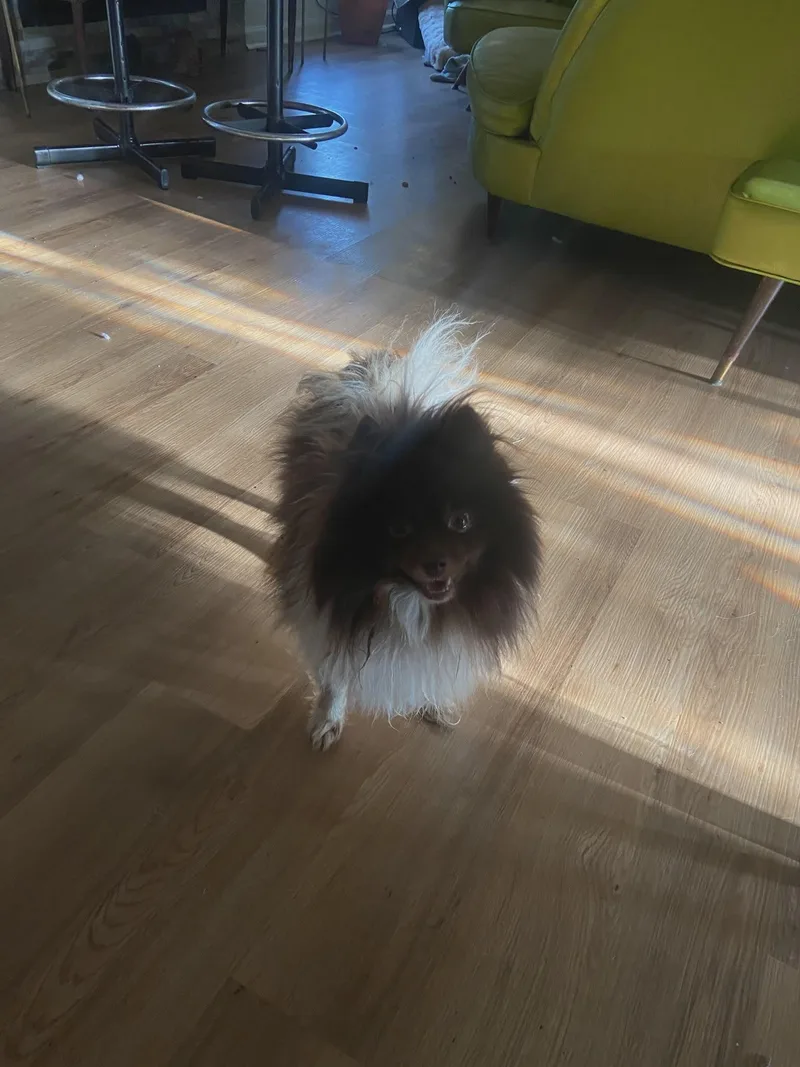 Coconut thumbnail 3