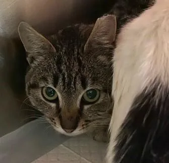 An adult medium-sized female Domestic Short Hair cat named Deedee for adoption in Cincinnati, OH