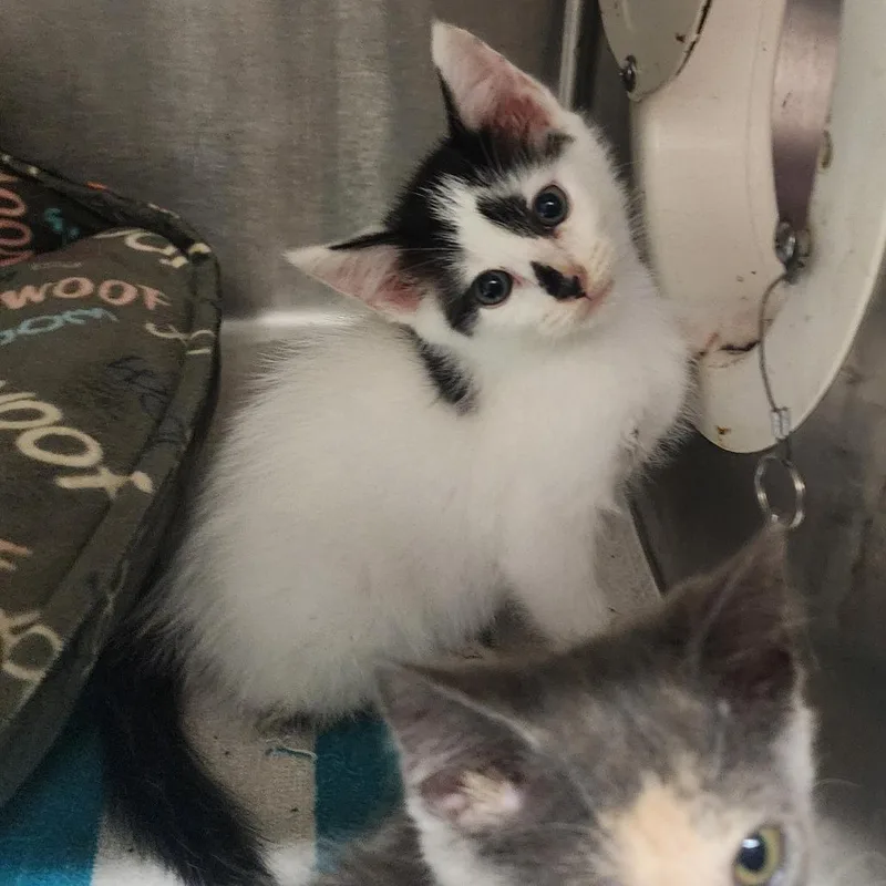 A baby small-sized male White Domestic Short Hair cat named Dustin for adoption in Evensville, TN