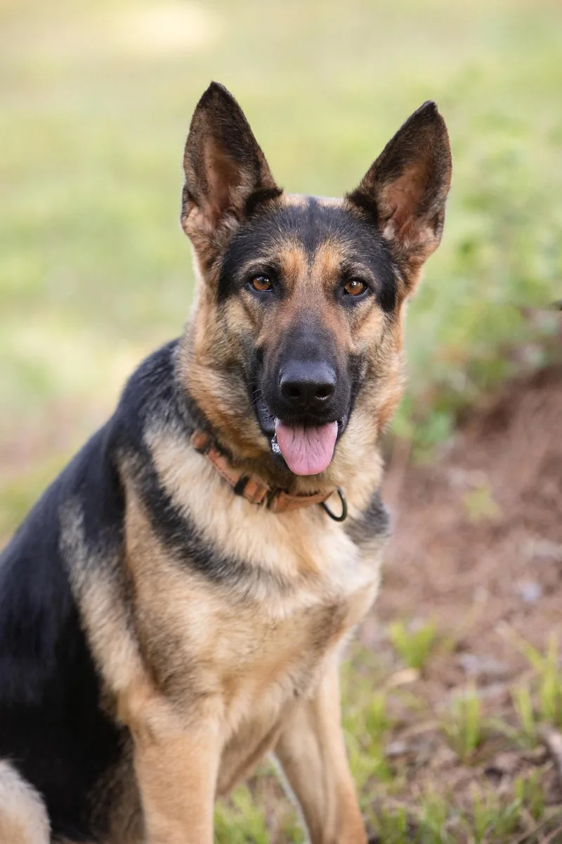 An adult large-sized female German Shepherd Dog dog named Sophie for adoption in Montgomery, AL