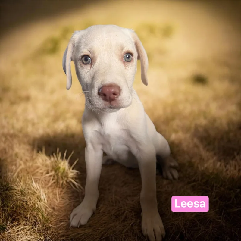 A baby medium-sized female Apricot / Beige Labrador Retriever dog named Leesa for adoption in Semmes, AL