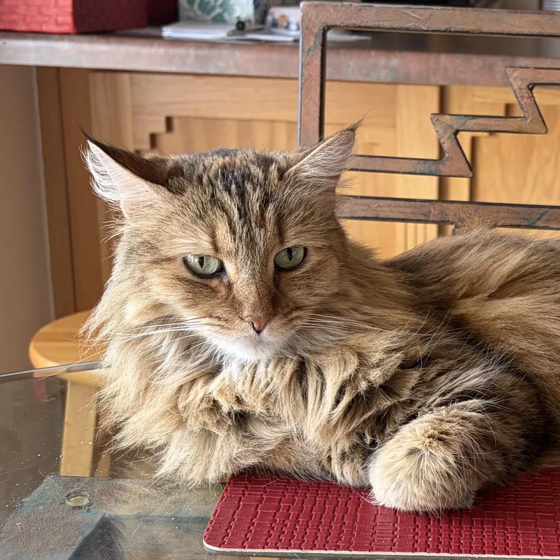 A senior medium-sized female Domestic Long Hair cat named Carly for adoption in Ruidoso, NM