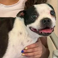 An adult small-sized female Boston Terrier dog named Kimmie for adoption in Monticello, NY