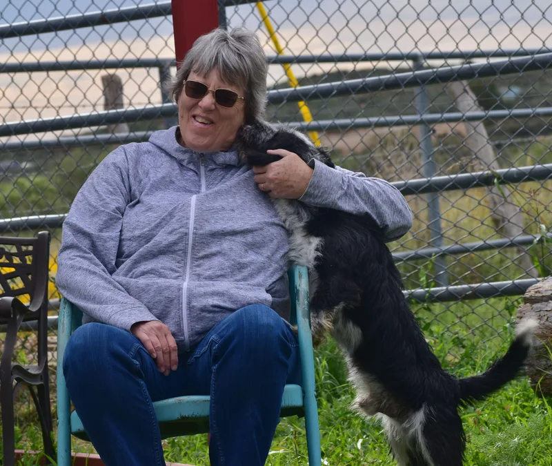A young medium-sized male Basset Hound dog named Simon for adoption in Mayer, AZ