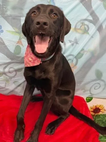 Desertia thumbnail 2