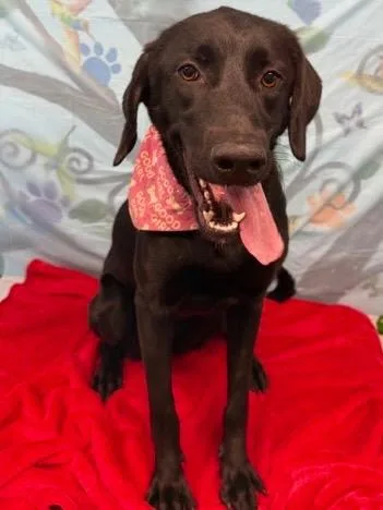 Desertia thumbnail 3