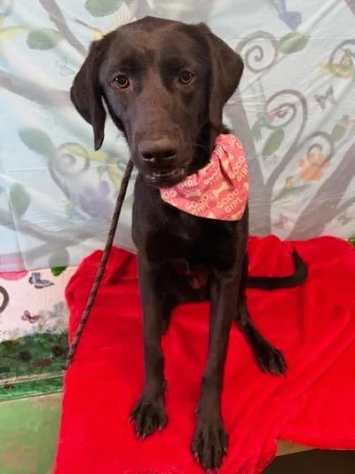 Desertia thumbnail 4