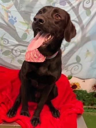 Desertia thumbnail 5