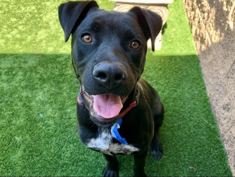 A young large-sized male Black Pit Bull Terrier dog named Save Me Please Axel for adoption in San Marcos, CA
