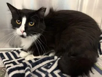 An adult small-sized female Domestic Short Hair cat named Apple Pie for adoption in Golden Valley, MN