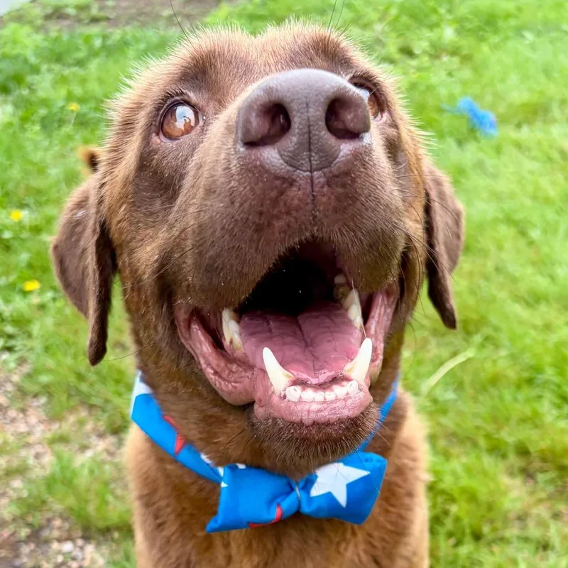 An adult medium-sized female Brown / Chocolate Chocolate Labrador Retriever dog named Justice for adoption in Pekin, IL