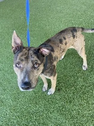 Soffritto thumbnail 2