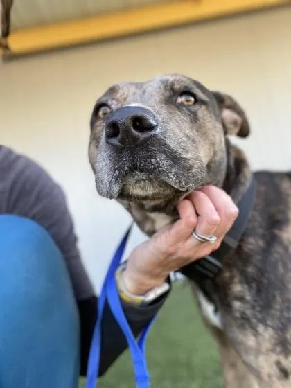 Soffritto thumbnail 3