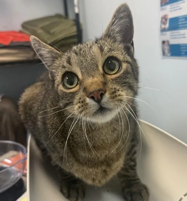 A senior medium-sized male Domestic Short Hair cat named Tigger for adoption in San Diego, CA