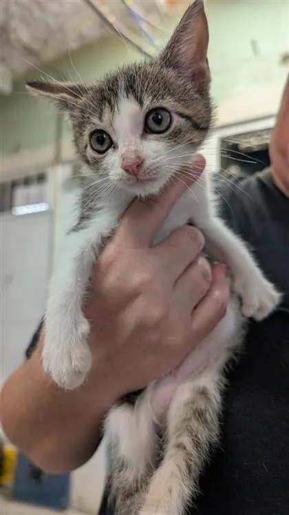 A baby small-sized female Domestic Short Hair cat named Willow for adoption in Largo, FL