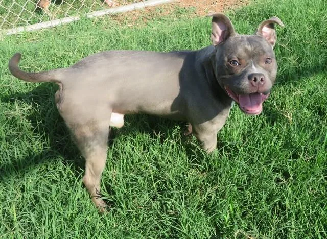 A young medium-sized male Staffordshire Bull Terrier dog named Dexter for adoption in Oklahoma City, OK