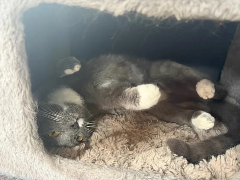 An adult medium-sized female Domestic Short Hair cat named Sara Lee for adoption in Hoover , AL