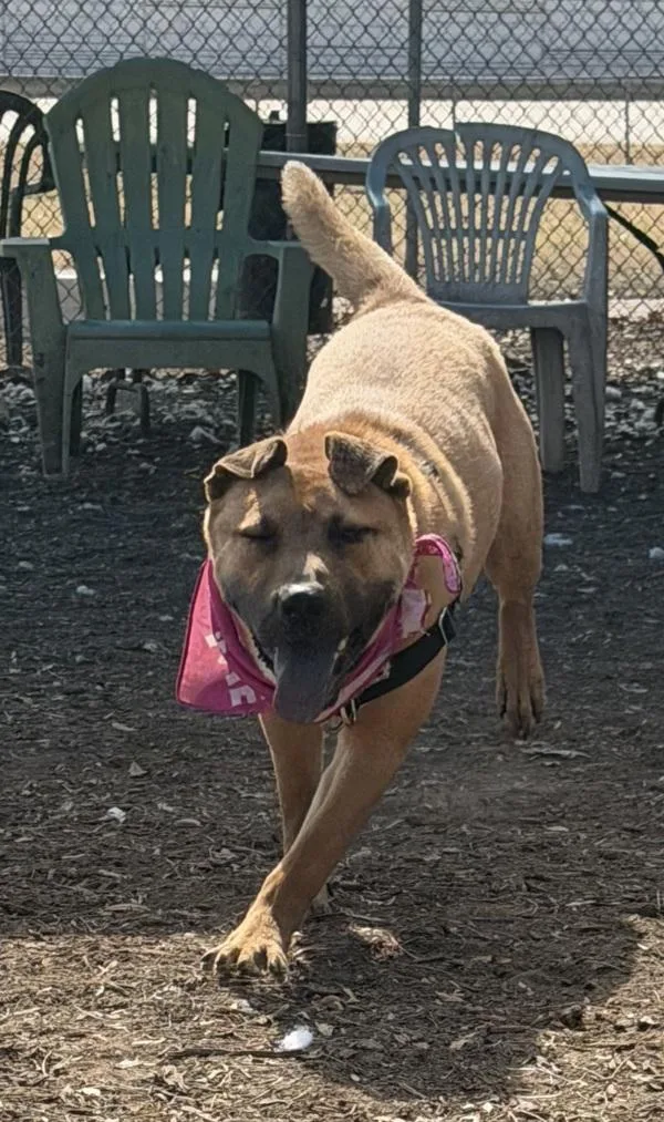 Little Puff thumbnail 2