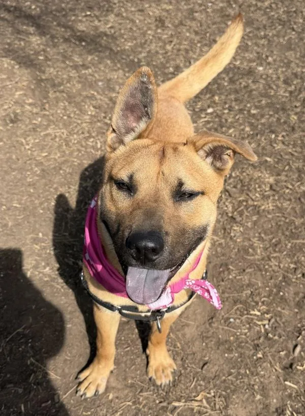 Little Puff thumbnail 3