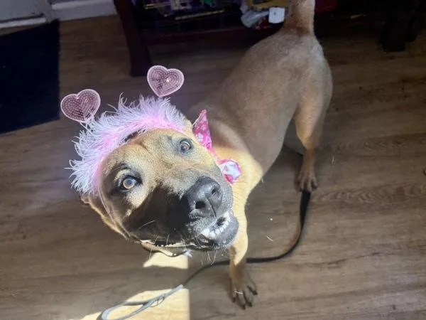 Little Puff thumbnail 4