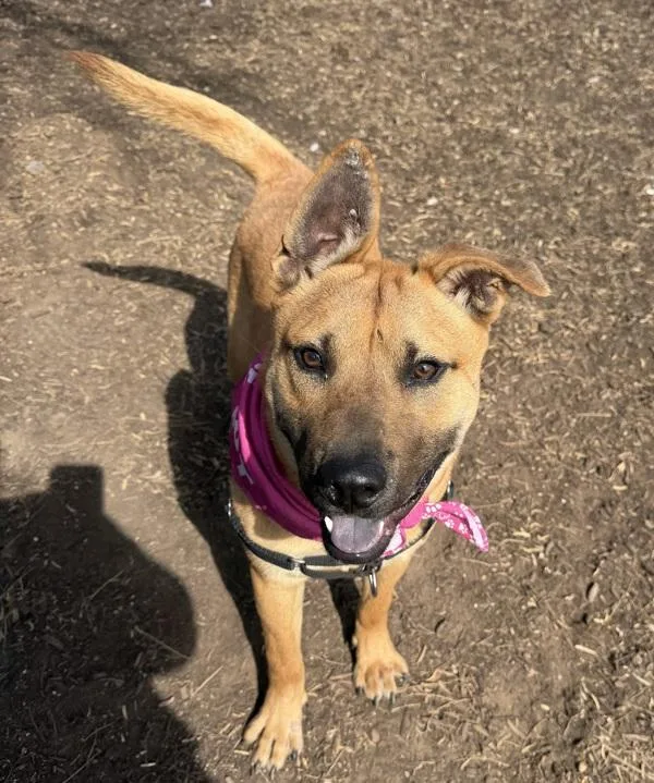 Little Puff thumbnail 5