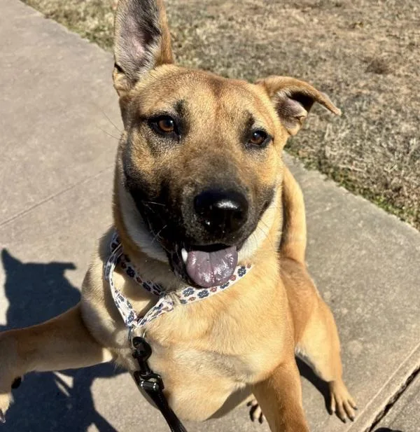 Little Puff thumbnail 6