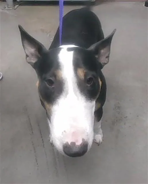 An adult large-sized female Bull Terrier dog named Bridget for adoption in Phoenix, AZ