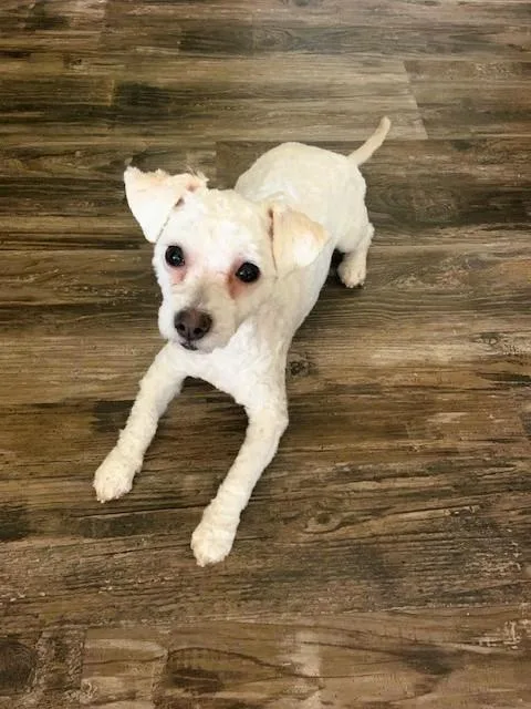 A young small-sized male Poodle dog named Rolie for adoption in tracy, CA