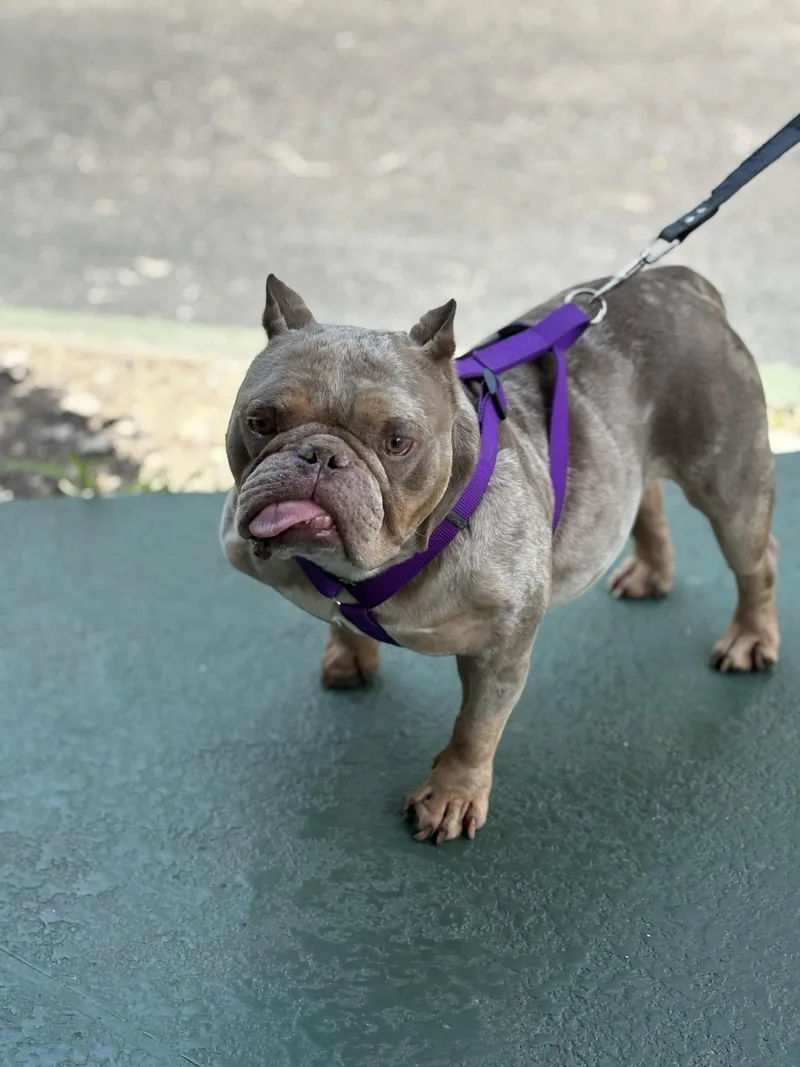 An adult medium-sized female Pit Bull Terrier dog named Shimmer for adoption in Margate, FL