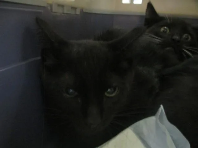 A baby small-sized female Domestic Short Hair cat named Ursula for adoption in Ocala, FL