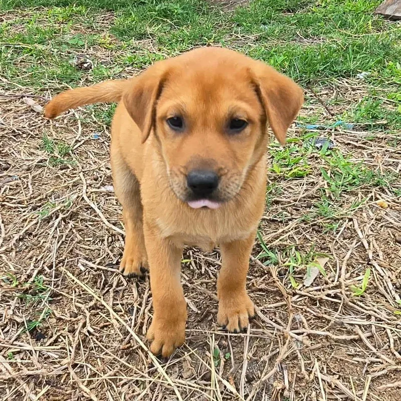 A baby medium-sized male Labrador Retriever dog named Zuppardi for adoption in PLAINFIELD, CT